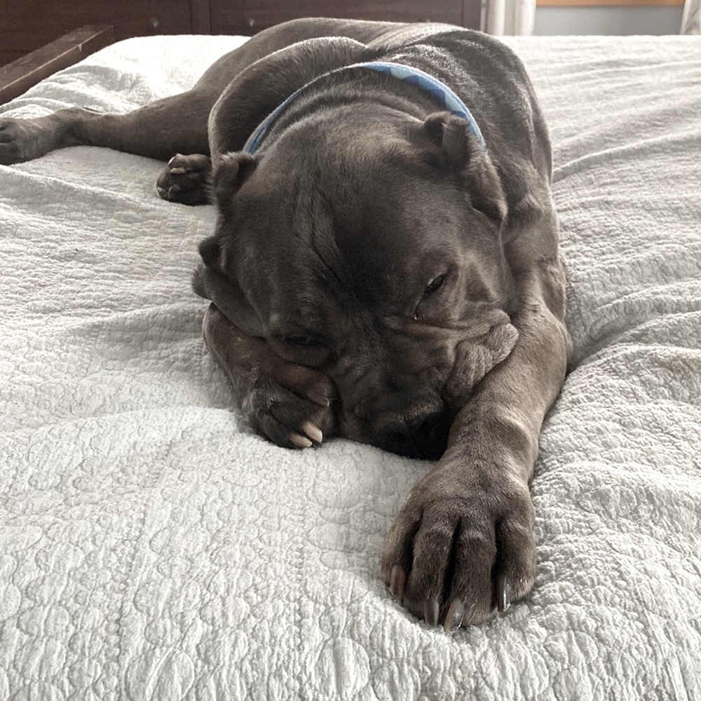 Pet Friendly! Not for Sale! Sweet posh company💕